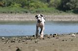 DOGUE ALLEMAND 127